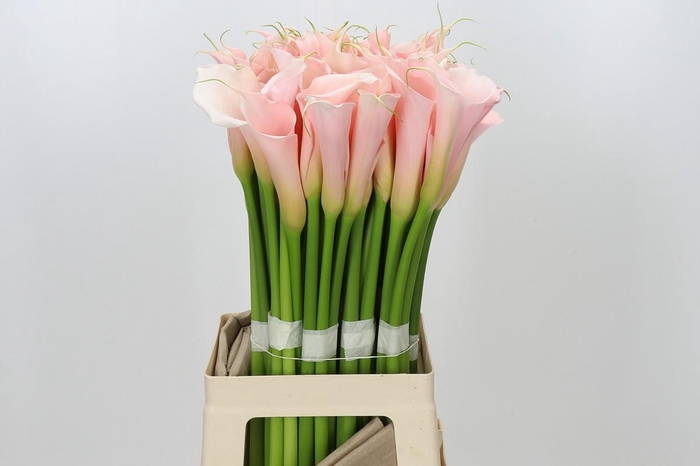 Zantedeschia Eydolls Salmon