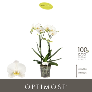 Phalaenopsis multi.   ...white