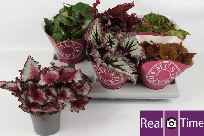 <h4>BEG BEL GEM</h4>