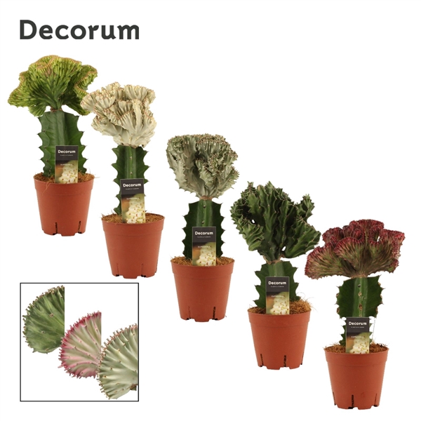<h4>Euphorbia Lactea Spikey 14 cm (Decorum)</h4>