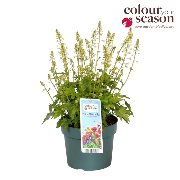 Heucherella Pink Revoluti