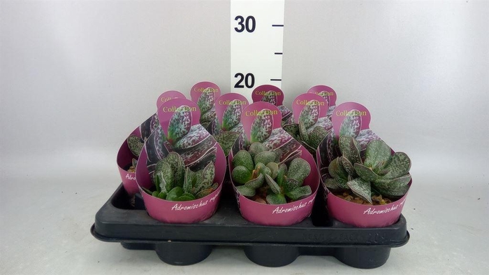<h4>Cactus   ...</h4>