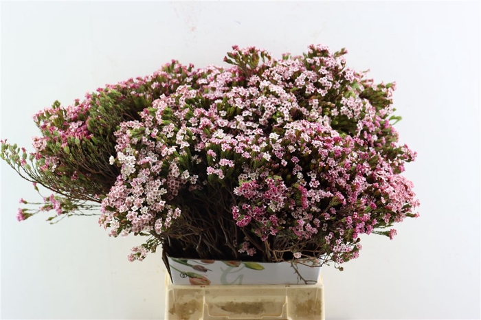 <h4>Erica 4 Sisters P Bunch</h4>