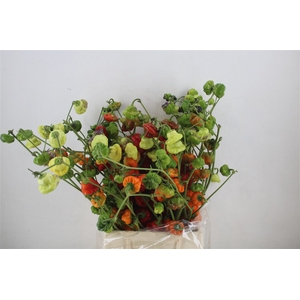 Pepers Campanella P Bunch
