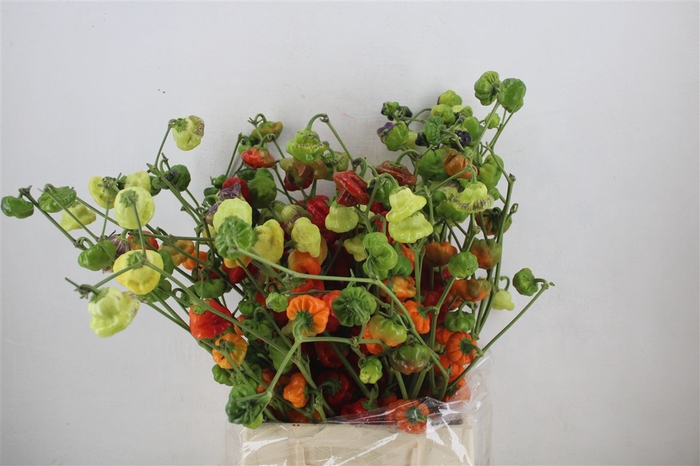 <h4>Pepers Campanella P Bunch</h4>