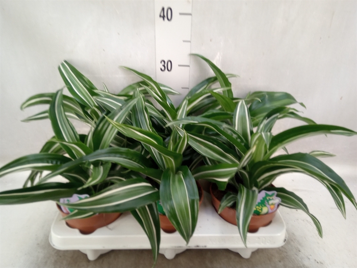 <h4>Dracaena frag. 'Jade Jewel'</h4>