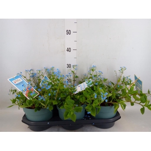 Brunnera macrophylla   ...