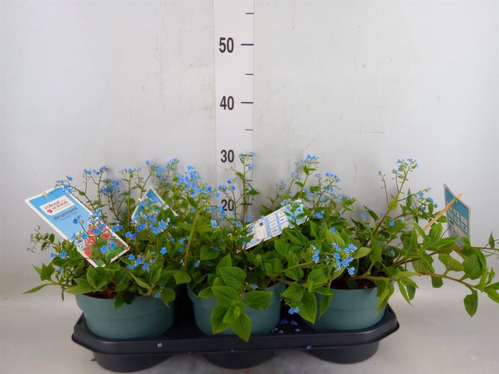 <h4>Brunnera macrophylla   ...</h4>