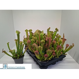 SARRACENIA OV