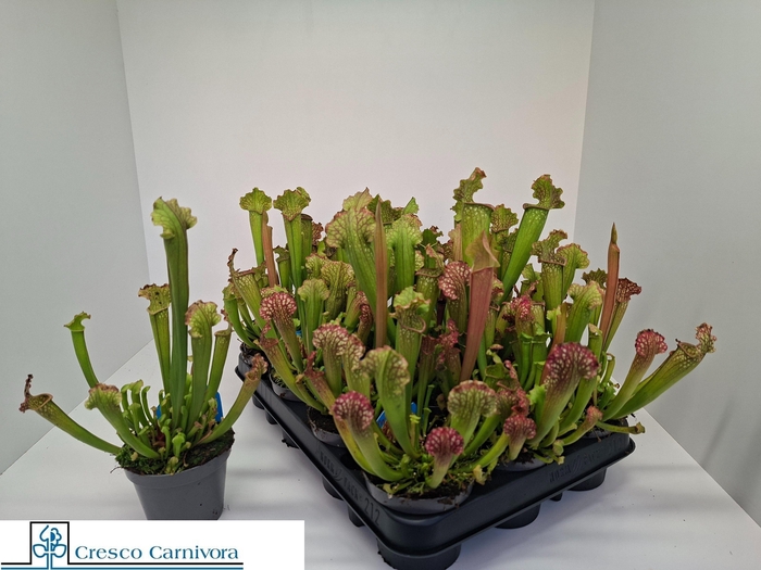 SARRACENIA OV