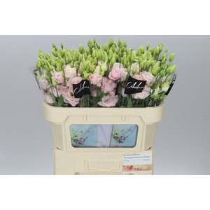 Eust Du Chaconne Soft Pink