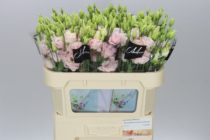 <h4>Eust Du Chaconne Soft Pink</h4>