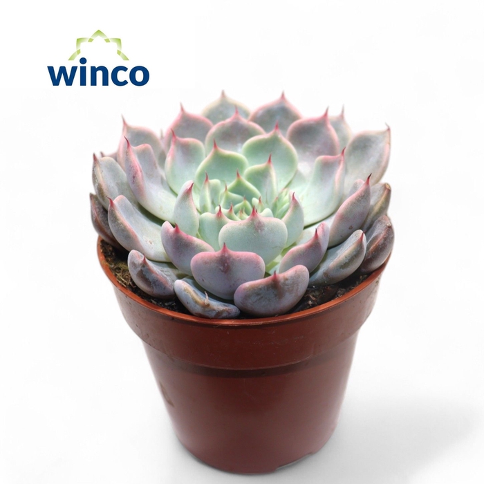 <h4>Echeveria Rosea</h4>