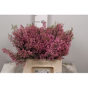 Kaaps Groen Erica Pink