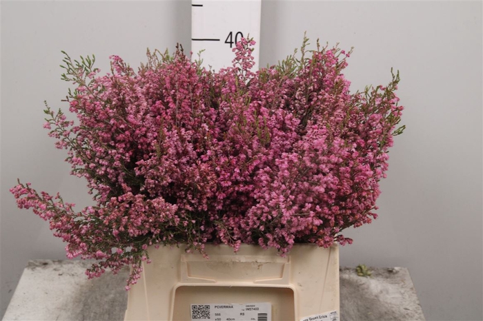 <h4>Kaaps Groen Erica Pink</h4>