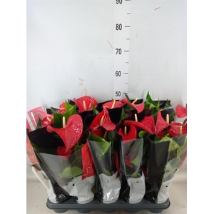 Anthurium andr. 'Querida'