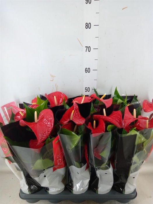 <h4>Anthurium andr. 'Querida'</h4>