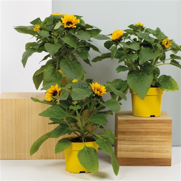 <h4>Helianthus Funshine Multiflower 15cm</h4>