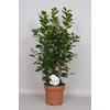 Ficus Mi Moclame 3 toef