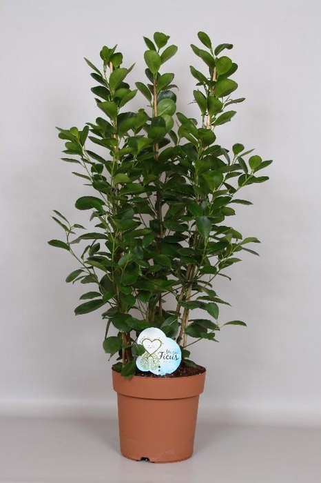 <h4>Ficus Mi Moclame 3 toef</h4>