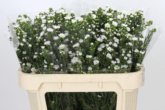 <h4>ASTER PAQUITA ASTER PAQUITA</h4>