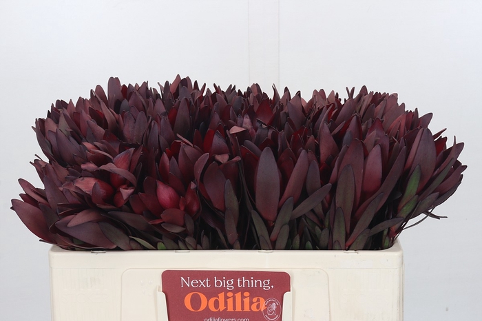 <h4>Leucadendron Saf Sunset Dark Red</h4>