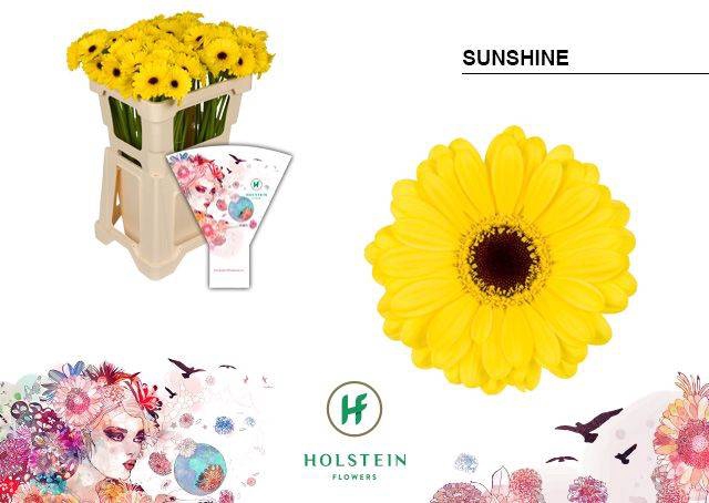 <h4>GE MI SUNSHINE</h4>