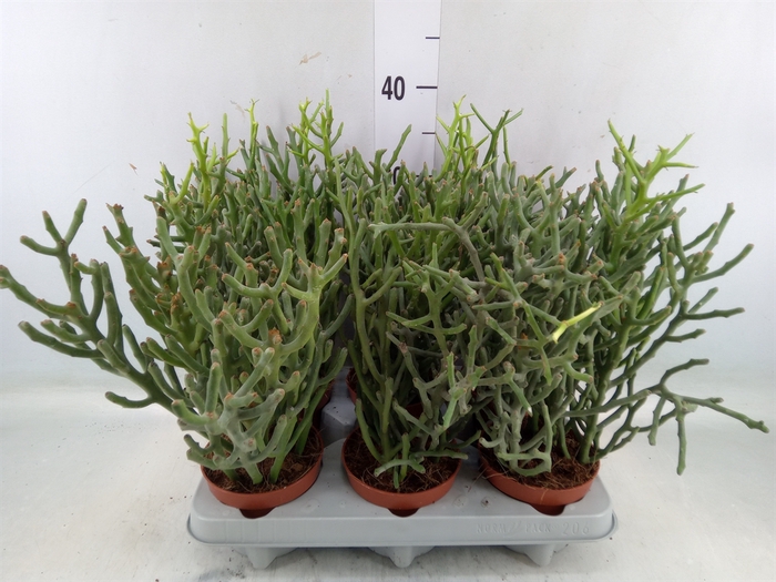 <h4>Euphorbia tirucalli</h4>