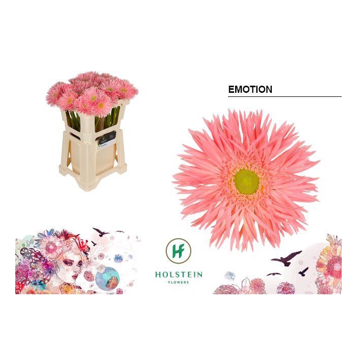 <h4>Ge Gs Gersp Emotion</h4>