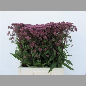 Eupat Purpureum