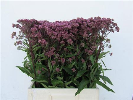 <h4>Eupat Purpureum</h4>