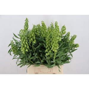 FRIT IVORY BELLS ARTISTIEK 060CM