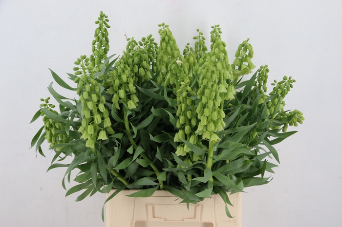 <h4>FRIT IVORY BELLS ARTISTIEK 060CM</h4>