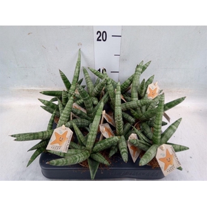 Sansevieria cyl. 'Boncel'