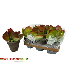 KALANCHOE THYRSIFL