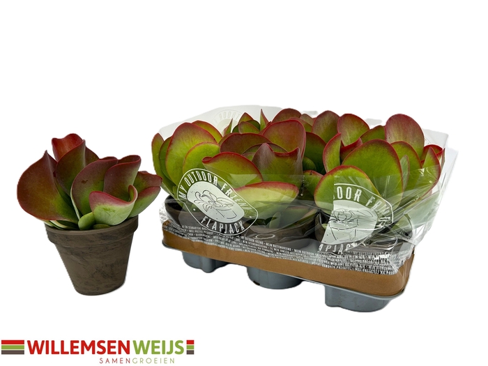 <h4>KALANCHOE THYRSIFL</h4>