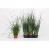 Juncus Ef Liebeslock