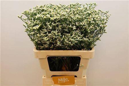 <h4>Lim Sin China White</h4>