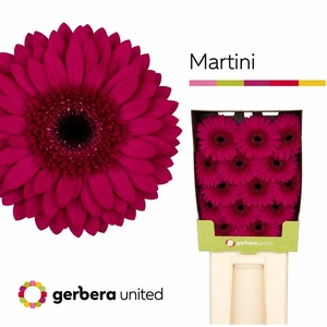 Gerbera Martini Diamond