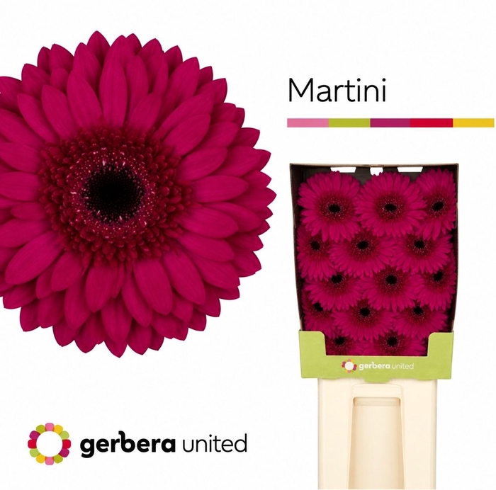 <h4>Gerbera Martini Diamond</h4>