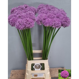 ALLIUM GLADIATOR
