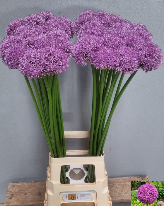 <h4>ALLIUM GLADIATOR</h4>