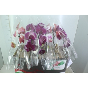 PHALAENOPSIS CASCATA P15 MIN 8 FLS