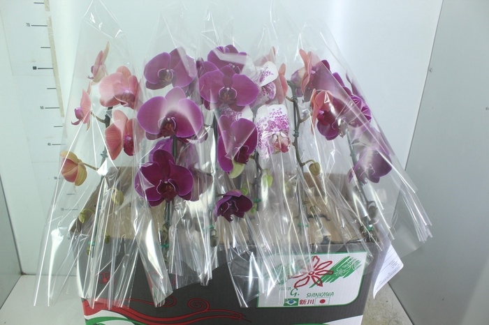 <h4>PHALAENOPSIS CASCATA P15 MIN 8 FLS</h4>