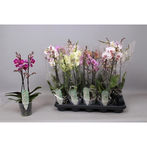 PHAL MF GEM 10 KL