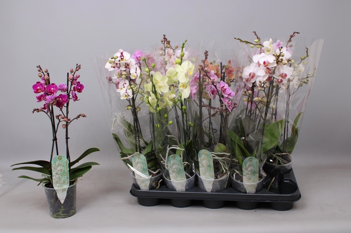 <h4>PHAL MF GEM 10 KL</h4>