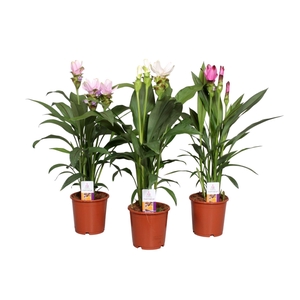 Curcuma gemengd