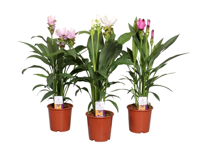 <h4>Curcuma gemengd</h4>