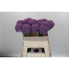Allium Grootbloemig