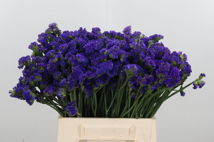 <h4>Statice Crystal Dark Blue</h4>